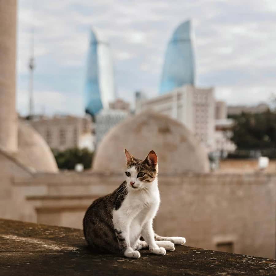 Baku City Tour: Explore the Heart of Azerbaijan - Little Venice by Boat: A Quiet Canal Break