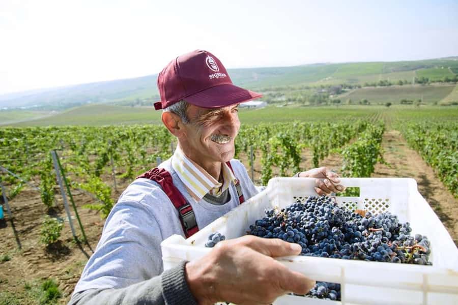 Baku: Organic Winery Tour in Shamakhi with Local Lunch - Price and value: is $318 per person worth it?