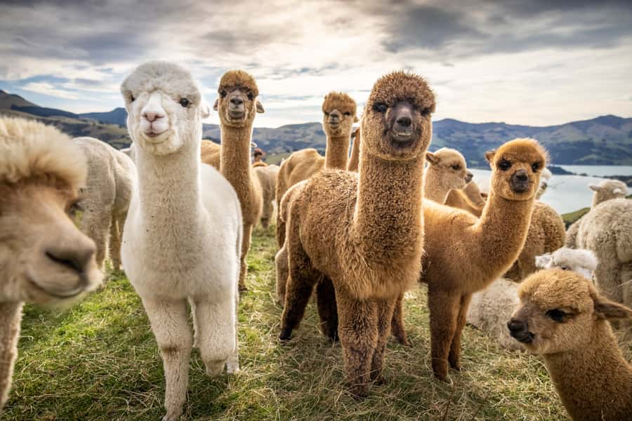 From Baku: Shamakhi City and Alpaca Farm Tour - Shamakhy and alpacas, a day trip with two moods