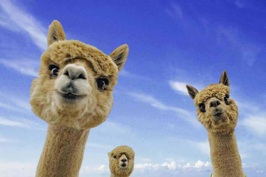 From Baku: Shamakhi City and Alpaca Farm Tour - Diribaba Mouseleum: a history stop that sets the tone