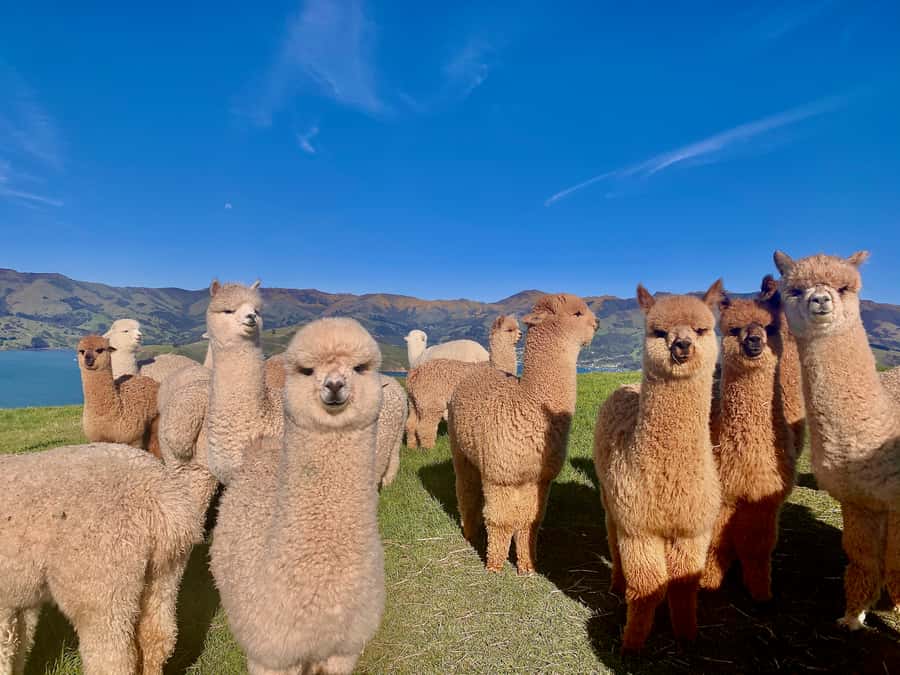From Baku: Shamakhi City and Alpaca Farm Tour - Shamakhy city walking: where the stories feel local