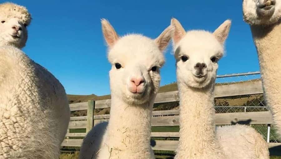 From Baku: Shamakhi City and Alpaca Farm Tour - What to do about food and drinks (you have to plan)