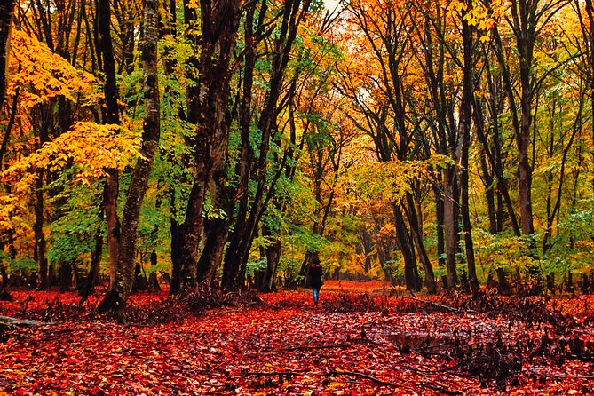 Gabala,Shamakhi, Caucasus mountains Day Trip Tour - Price and logistics, in plain numbers
