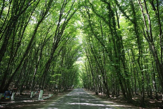 Guba+Khinaligh Day Trip - Qechresh Forest: a quick stop that makes the drive feel like part of the trip