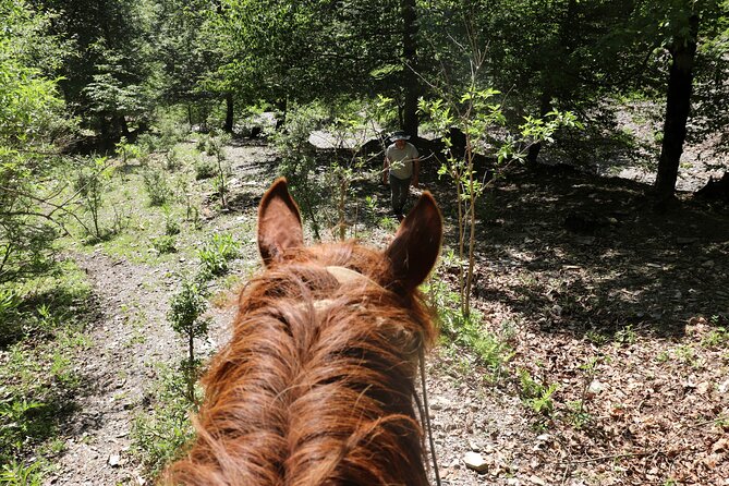 Horseback Riding in Azerbaijan - The forest stop: herbal tea from plants you won’t find in a store