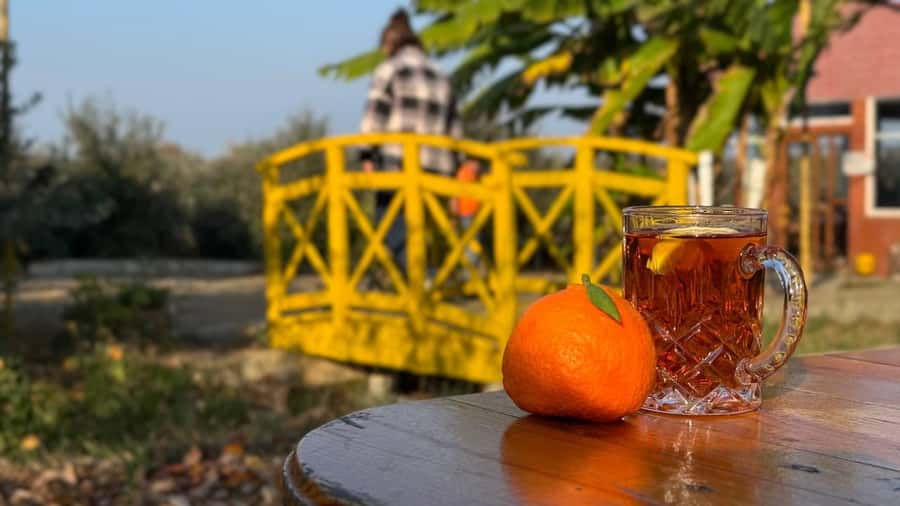 Longevity Secrets of Azerbaijan: Lankaran & Astara tour - Price and value: what $89 gets you, and what costs extra