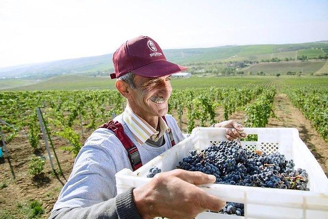 Organic Wine Tour Shamakhi with Local Lunch - Who this tour fits best