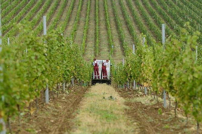 Organic Wine Tour Shamakhi with Local Lunch - Shamakhi winery stop: harvest, pressing, and organic process
