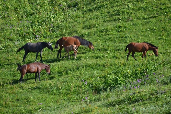 Relaxable and Knowledgeable 9 days Tour in Azerbaijan - Key highlights you’ll feel right away
