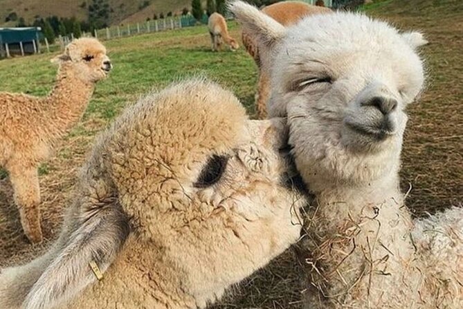 Shamakhi Alpaca Private Tour - Key things to know before you go