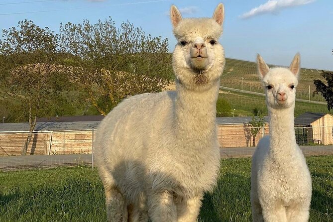 Shamakhi Alpaca Private Tour - A half-day Shamakhi break that stays simple