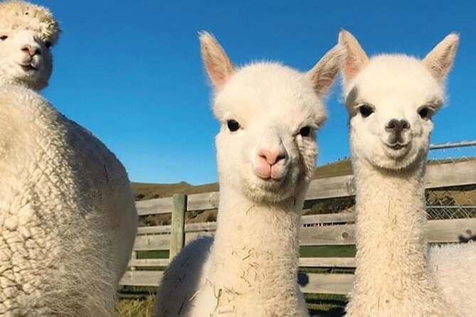 Shamakhi Alpaca Private Tour - Tickets, confirmation, and what to expect on arrival