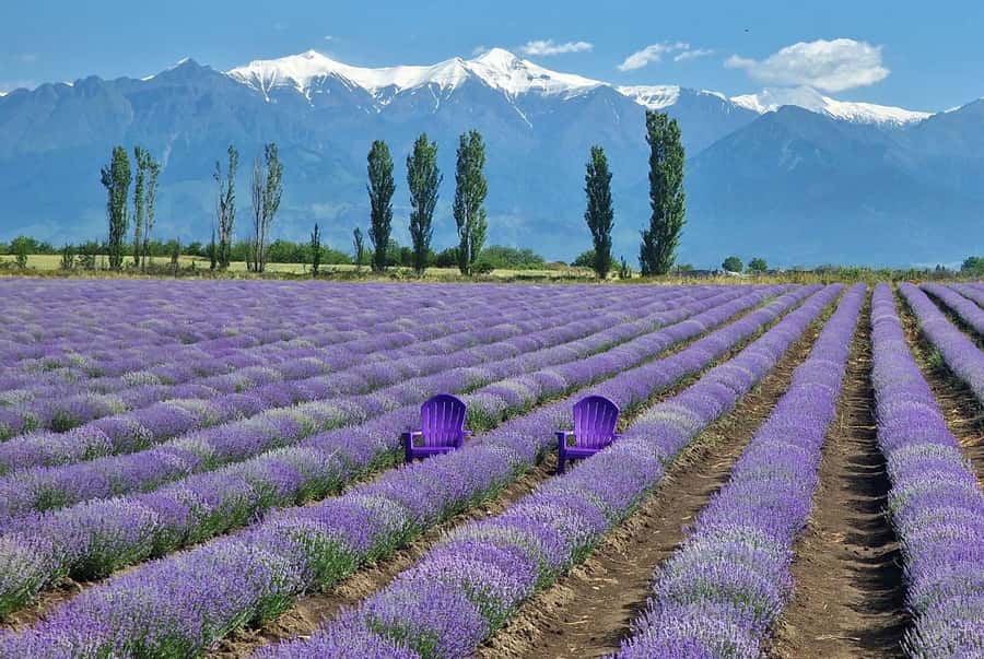 Shamakhi and Gabala Guided Day Tour - Group, Guide, and Comfort: When It Feels Smooth, It Really Works